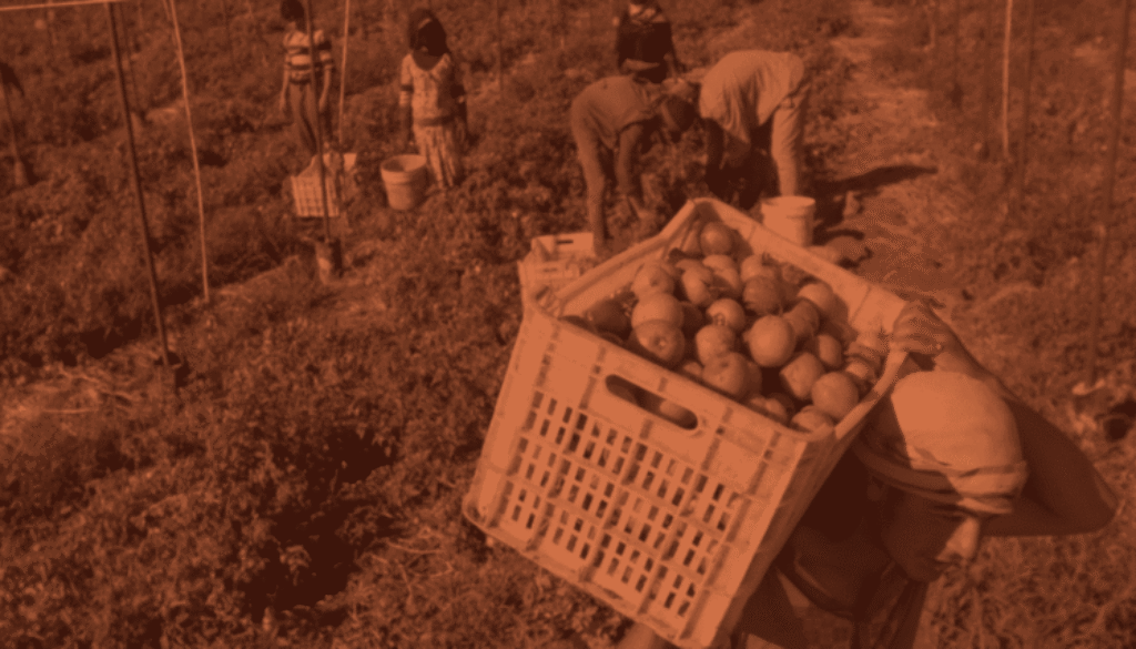 Cultivating-Sovereignty-Imagery-selection-1440x600