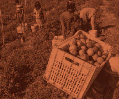 Cultivating-Sovereignty-Imagery-selection-1440x600